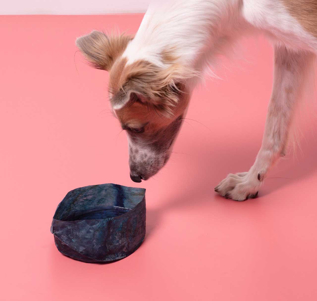 Pink dog best sale food bowls