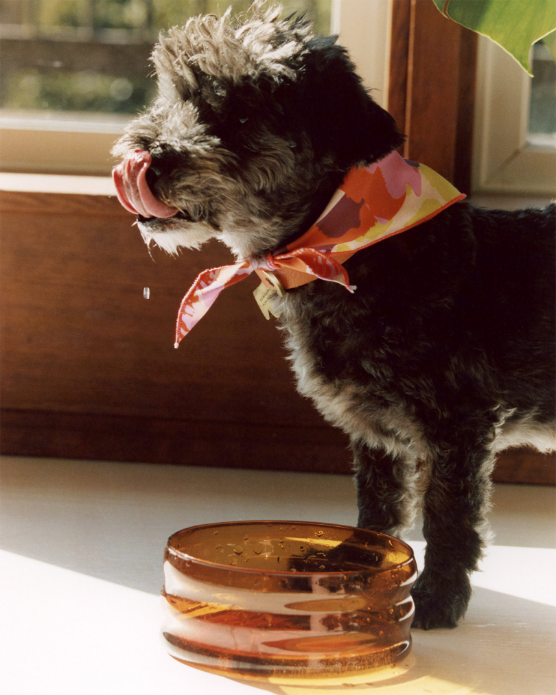 dog wearing a colorful bandana and drinking from an amber colored glass bowl