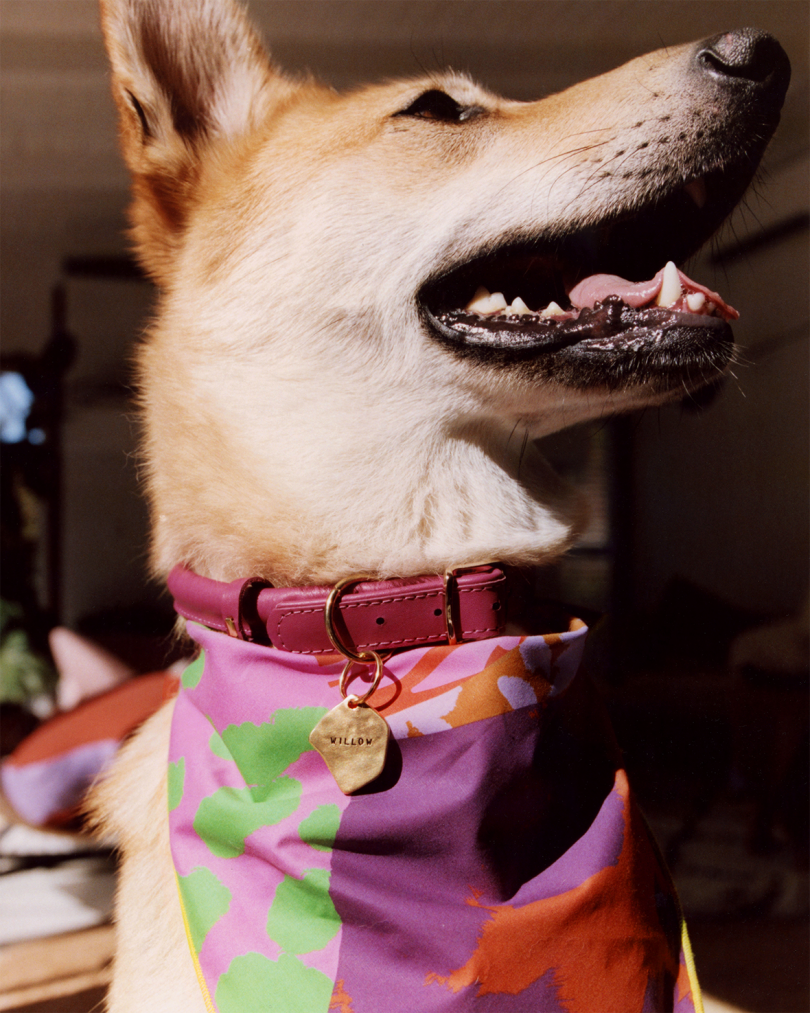 brown dog wearing a colorful bandana, purple color, and brass name tag