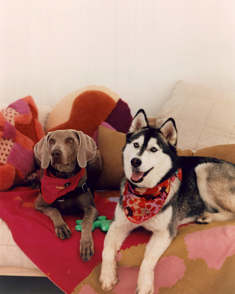 a husky and greyhound wearing bandanas lounge on colorful pillows and blankets