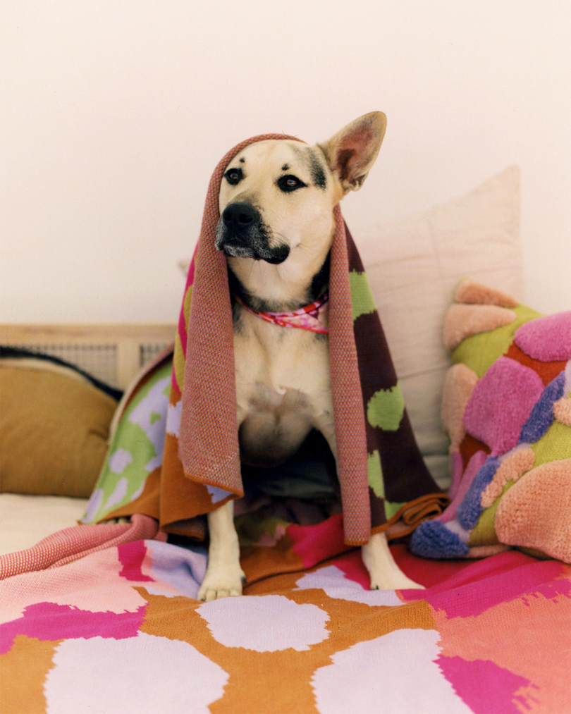dog wearing a bandana sitting on colorful pillows and blankets