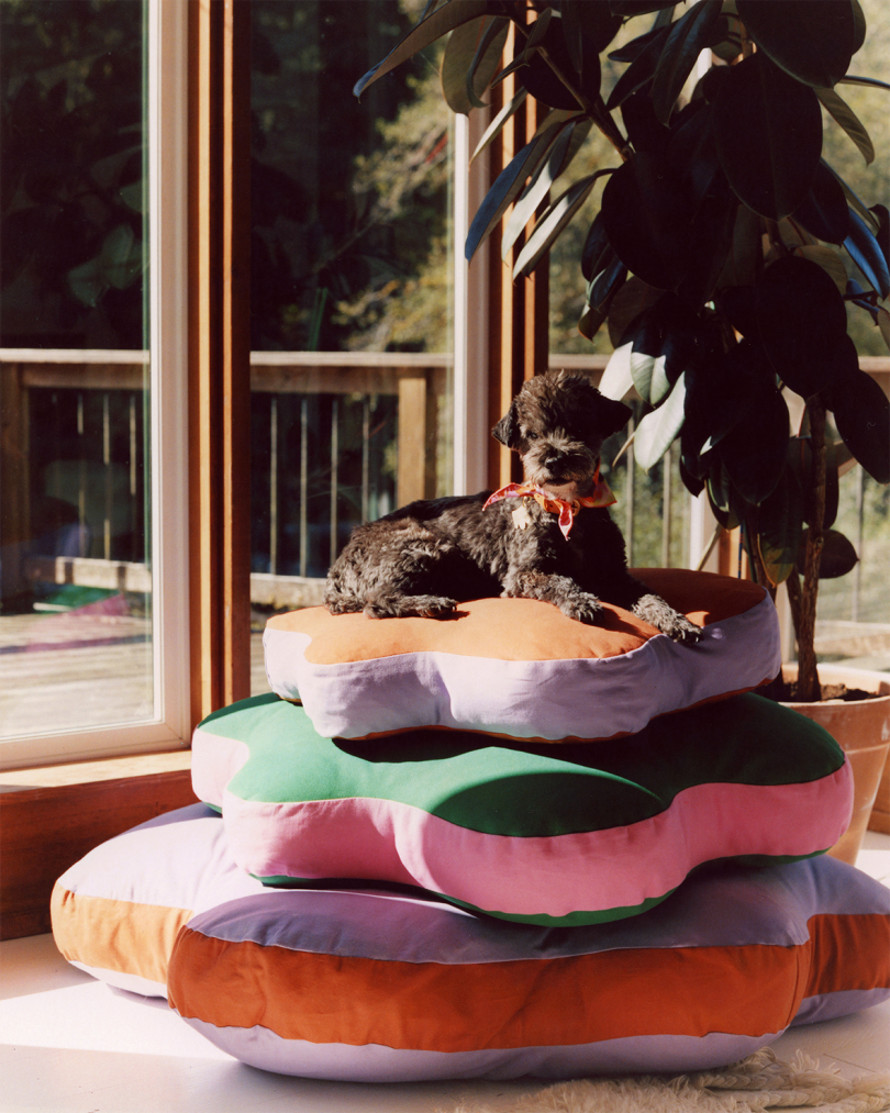 small black and brown dog sits atop three colorful stacked dog beds that are flower-shaped