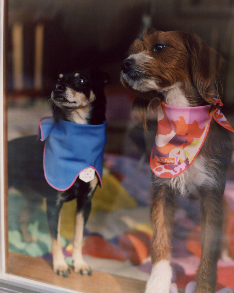 two dogs wearing bandanas look through a slide glass door