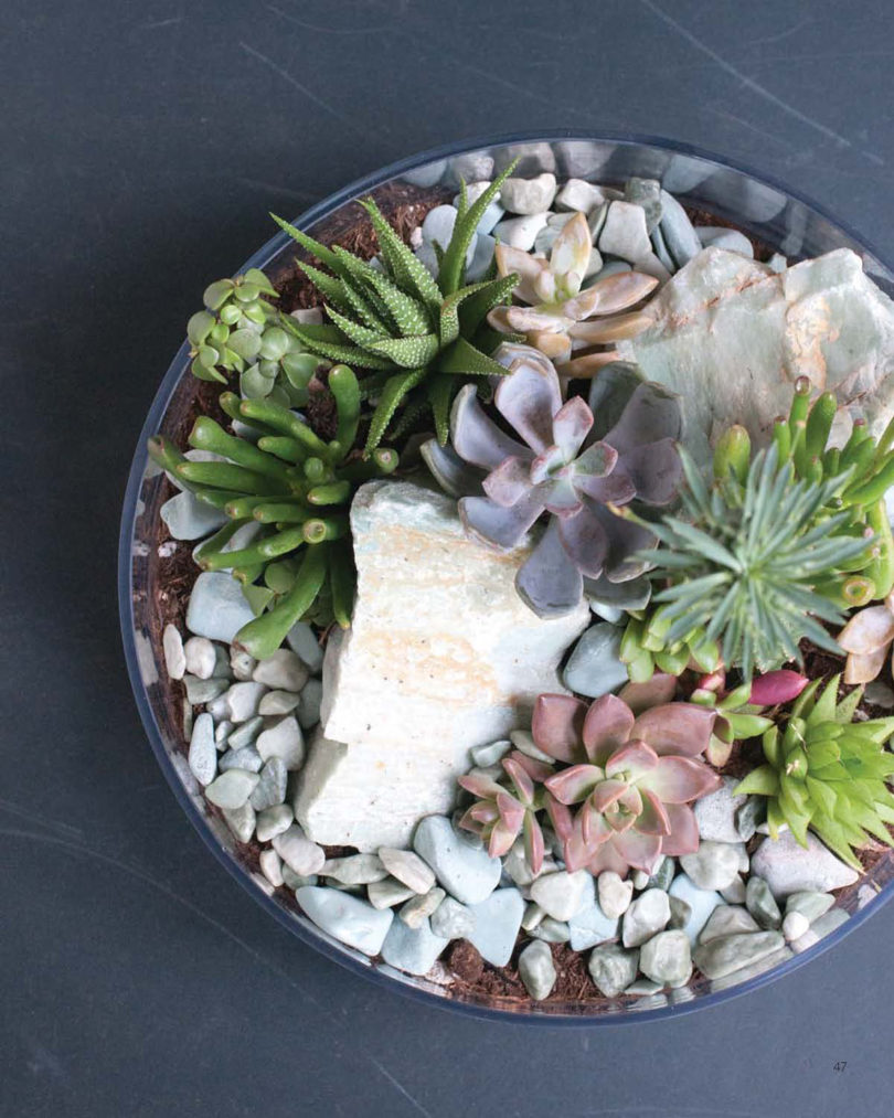 overhead image of a glass succulent-filled bowl