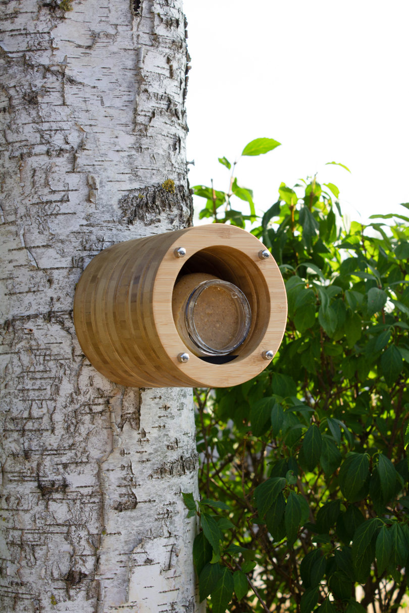 cylindrical bamboo bird feeder mounted on a birch tree