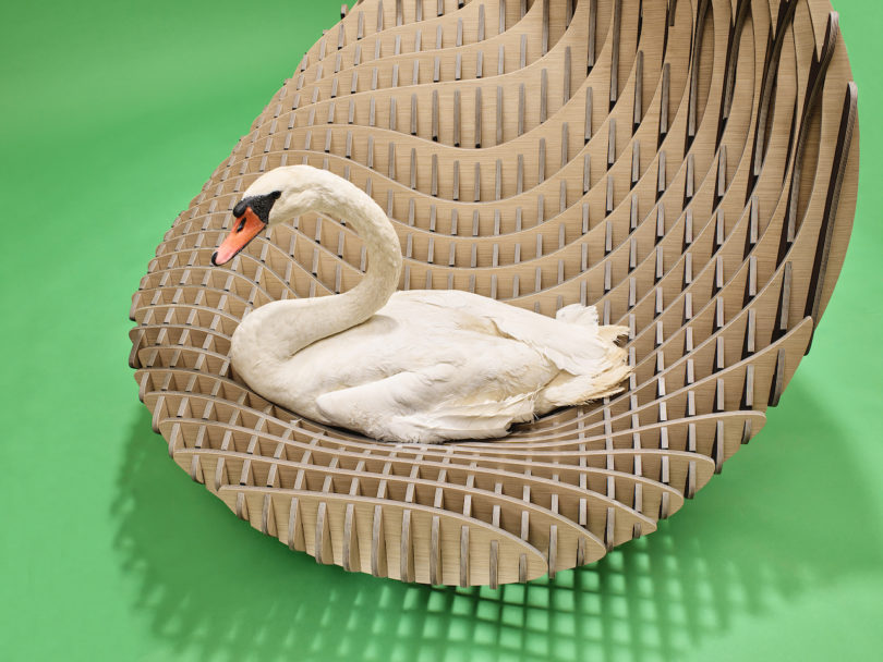 swan on wooden curved chair