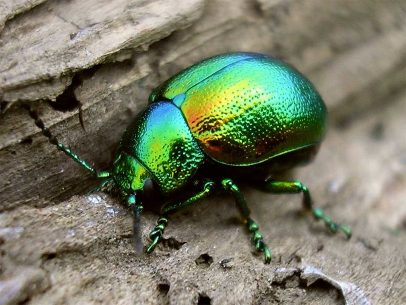 iridescent beetle sitting on wood