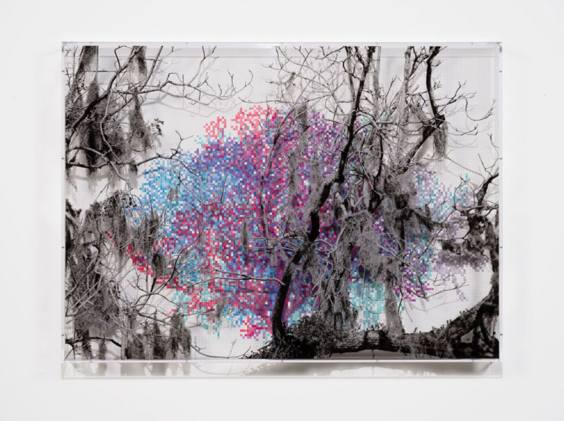 Full image of "Numbers and Trees: Charleston Series 1, Tree #5, Tranquil Drive, 2022"