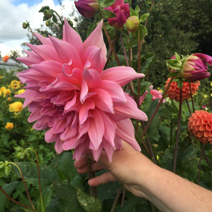 light-skinned hand holding a large pink dahlia in a garden