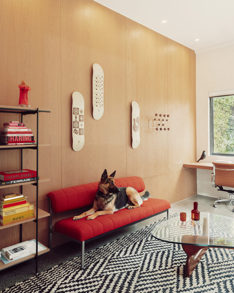 German Shepherd seated on orange sofa in wood paneled room with three Globe Eames skateboard decks above, bookshelf on left, and striped black and white rug below with glass coffee table on top of rug.