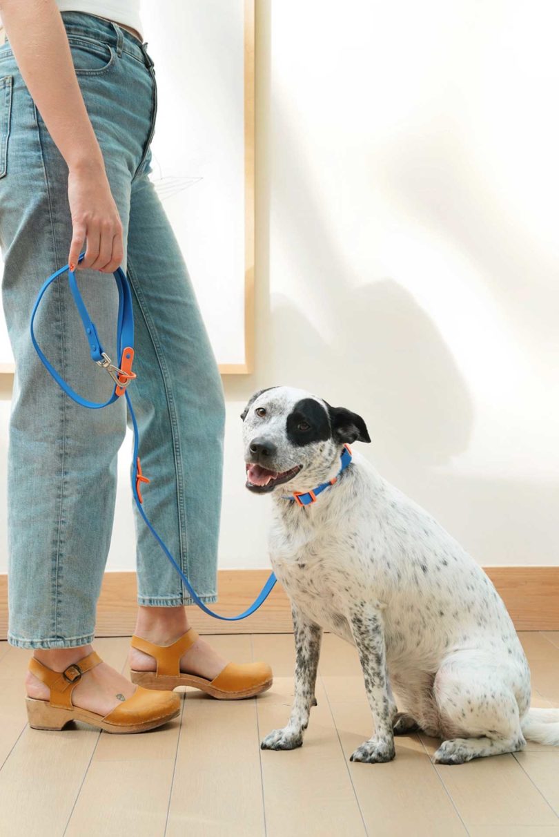 person holding dog by dog leash and collar