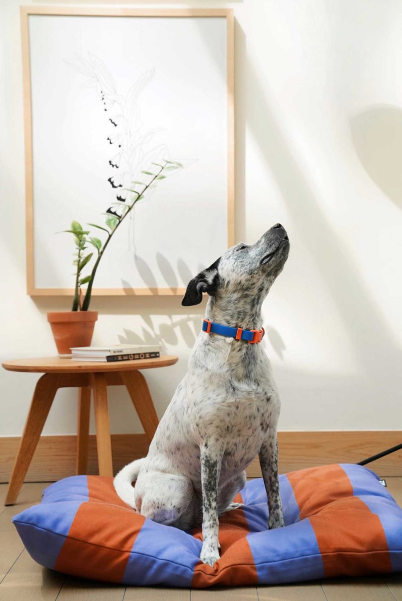 dog sitting on stripe dog bed