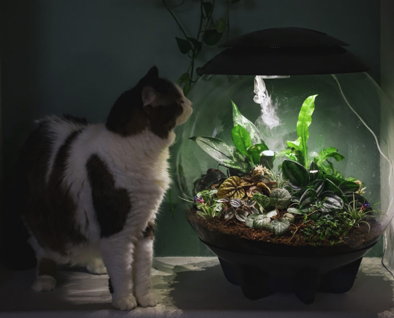 biOrb Air 60 Liter / 16 Gallon Fully Automated Terrarium with LED Lights with cat inspecting it.