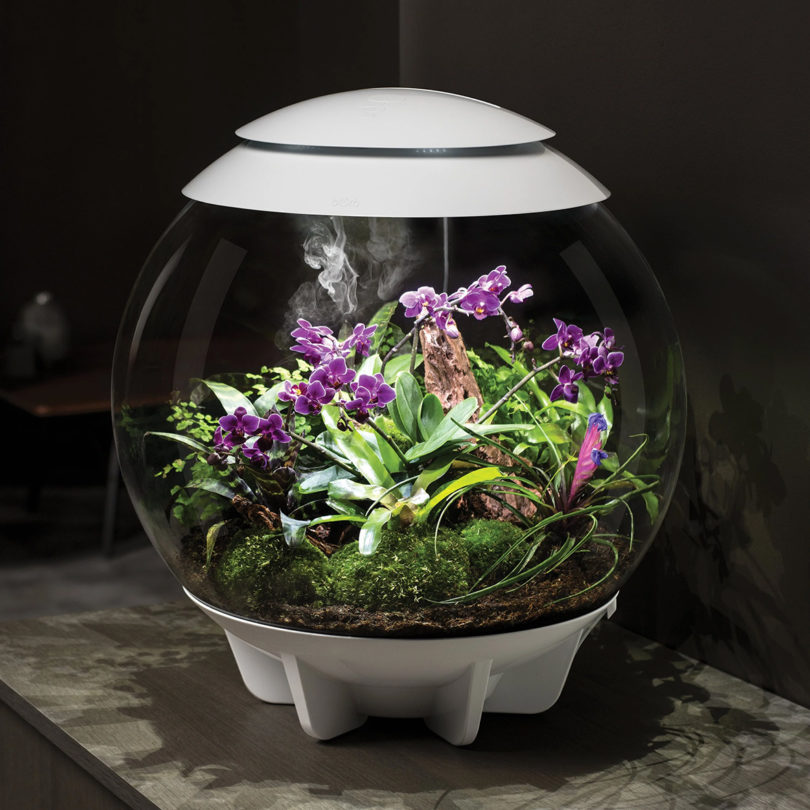 biOrb Air 60 Liter / 16 Gallon Fully Automated Terrarium with LED Lights in white with tropical plants inside.