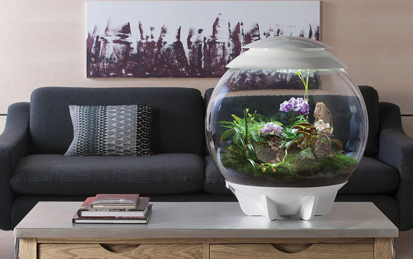 biOrb Air 60 Liter / 16 Gallon Fully Automated Terrarium with LED Lights in living room setting on coffee table.