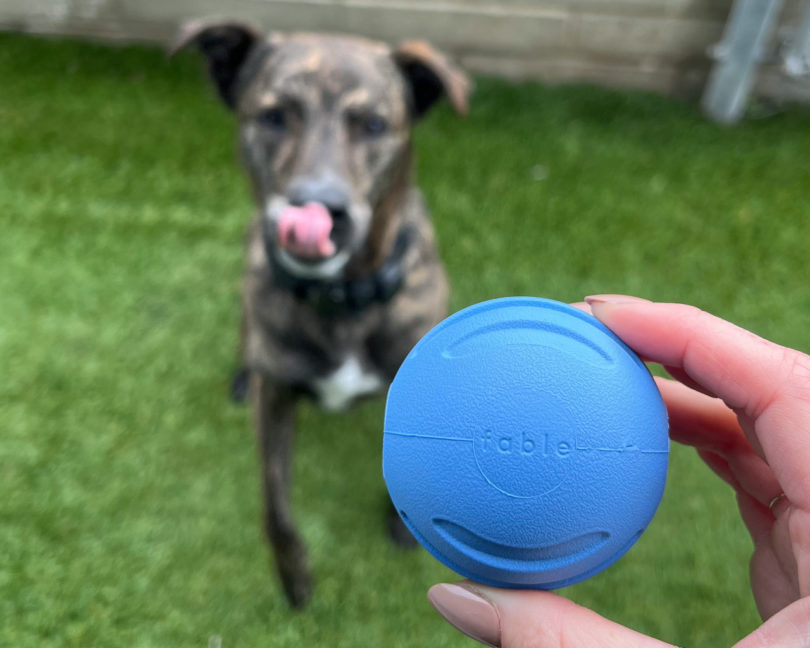 Background shows a dog licking his nose and eager to play, staring at (forefront) blue ball from Fable Pet