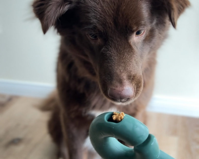 Brown dog staring at peanut butter on a green Twin Falcon Toy from Fable Pet