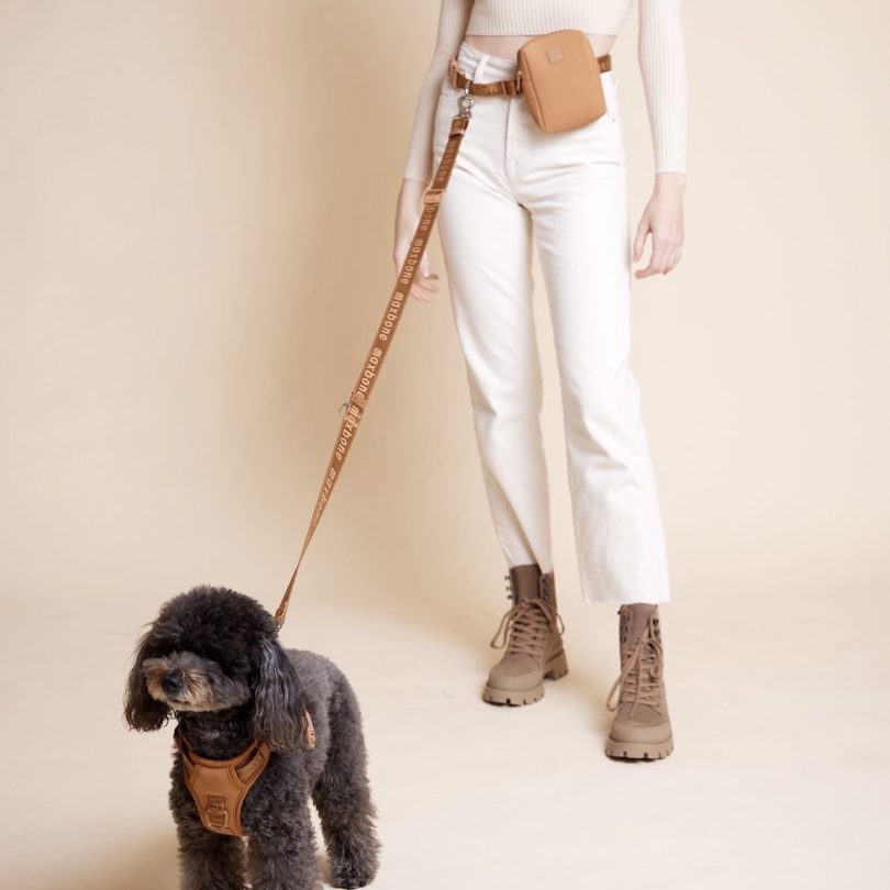 Black/grey small dog with a brown harness connected to a brown leash attached to human's waist with a pouch also attached