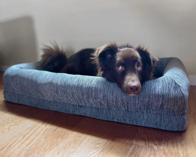 Brown dog in grey/blue Newton Baby Pet Bed