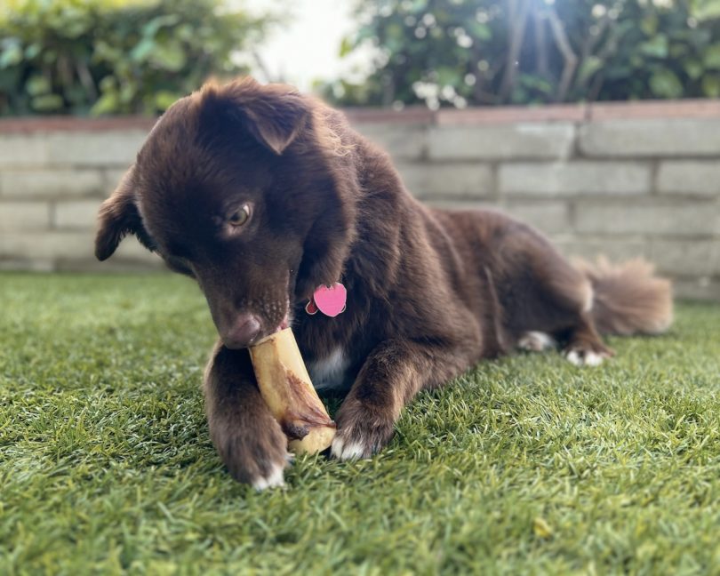 Brown dog eating a bone marrow bone from Winnie Lou on the grass