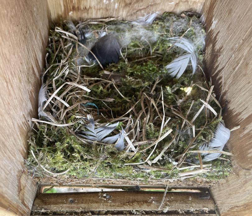 interior of a bird's nesting box