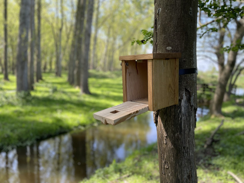 modern wood bird nesting box attached to a tree with front open showing access.