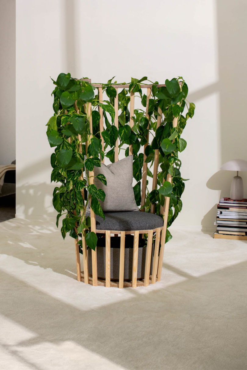 wooden chair with green vines trailing around it