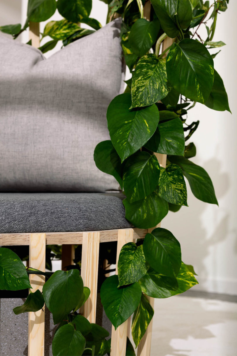 grey cushions and trailing vines on wooden chair