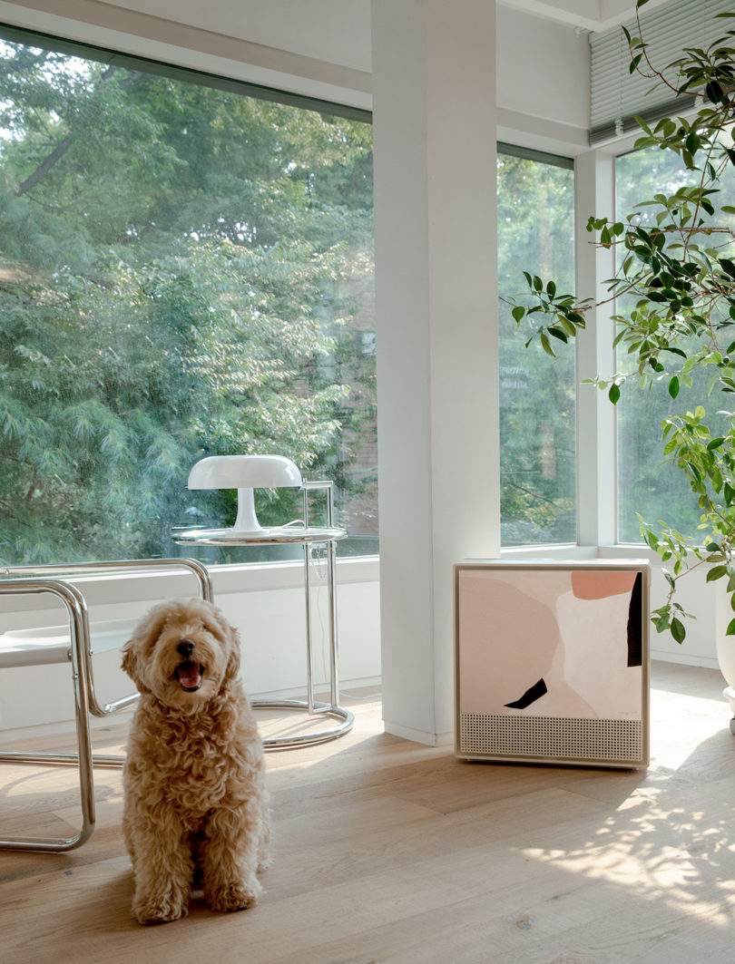 Cute fluffy sheepdog in living room with large windows seated near Coway Airmega 250 art air purifier.