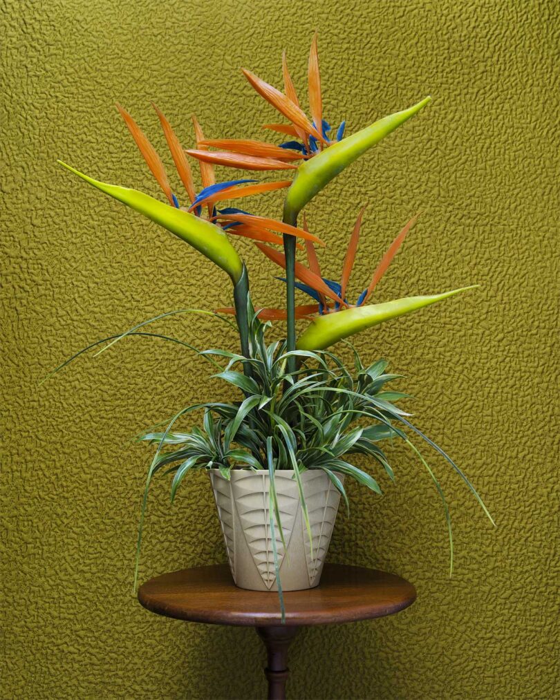 birds of paradise plant in white pot in front of green background