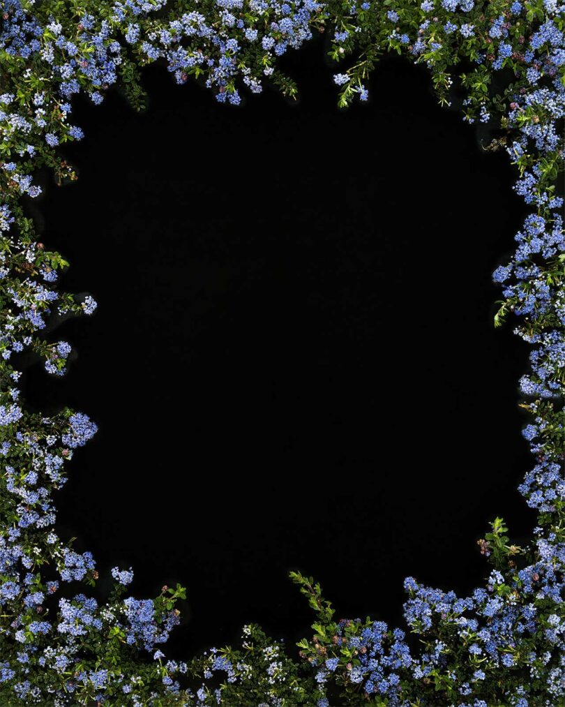 black image with small purple flowers and greenery surrounding it
