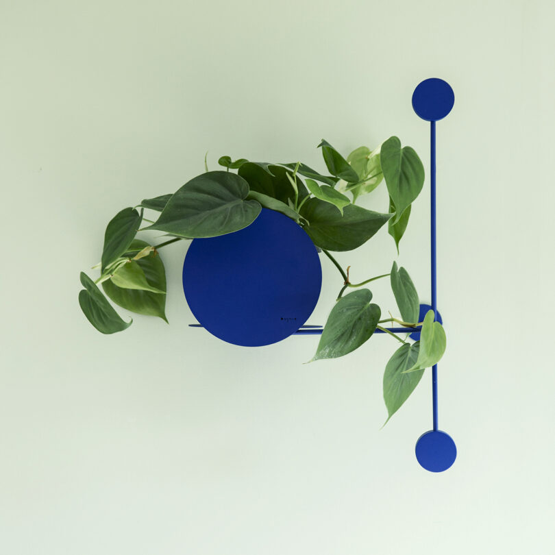 cobalt blue modular wall planter with plant