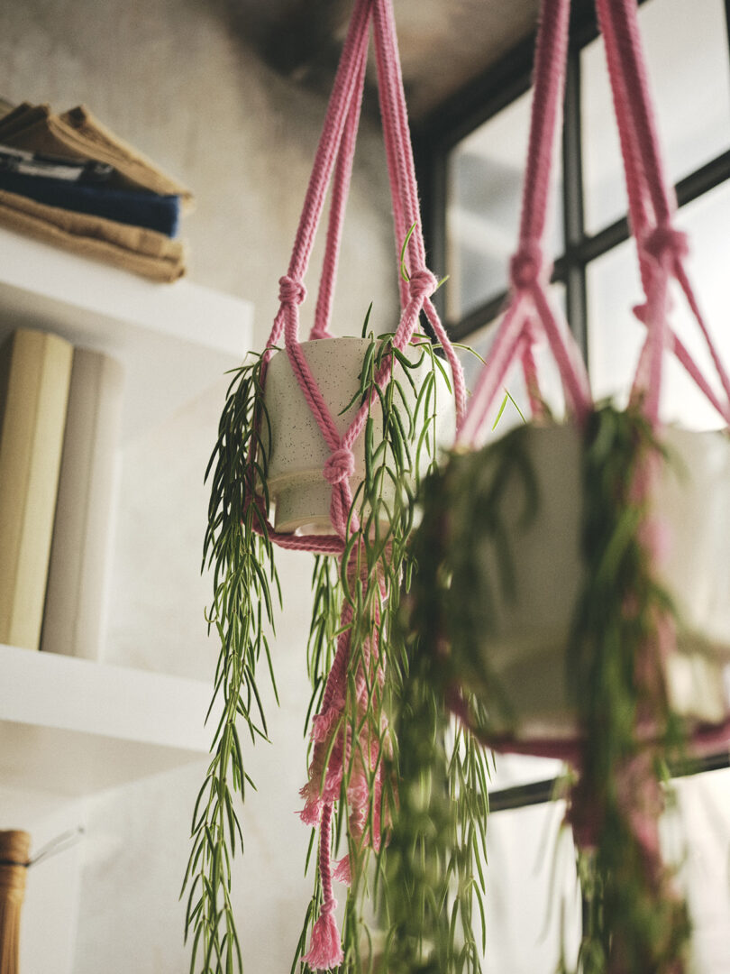 two plants hanging in neon pink macrame holders