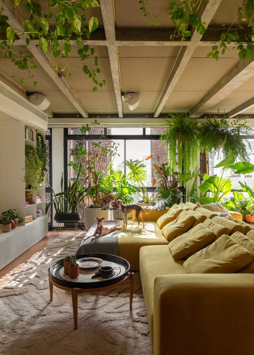 view of modern living room with lime green sofa and plants around with window in background