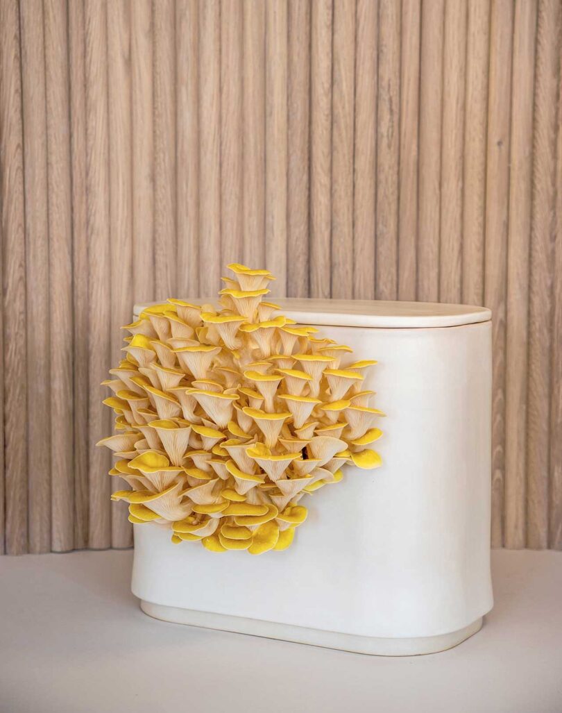 angled view of white container with yellow mushrooms growing out of it