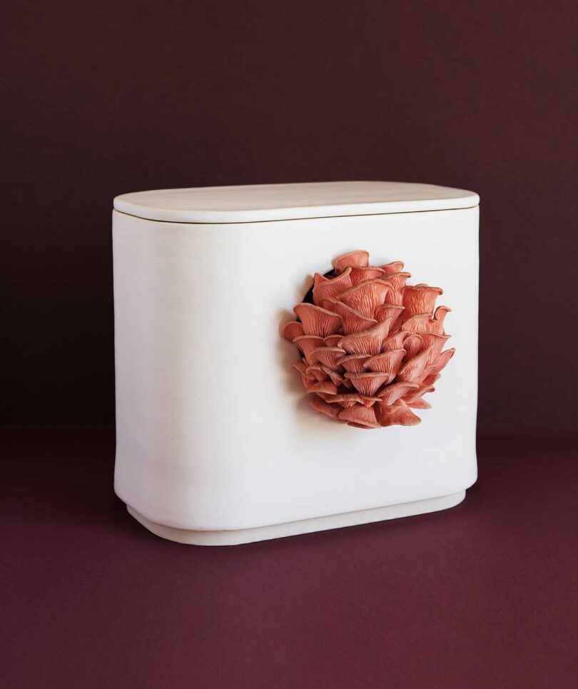 white container with maroon mushrooms growing out of side