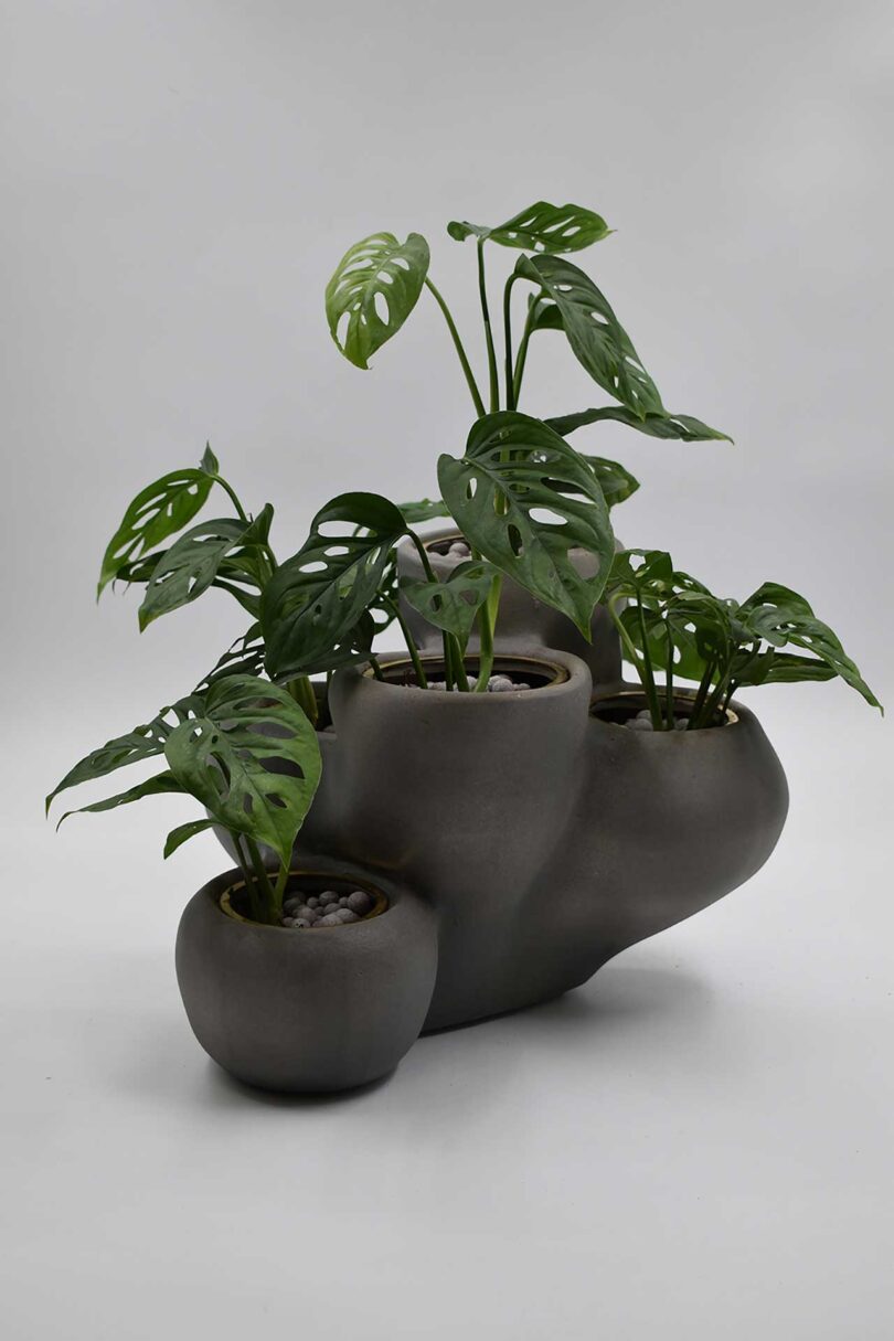 bulbous three pot planter with green plant