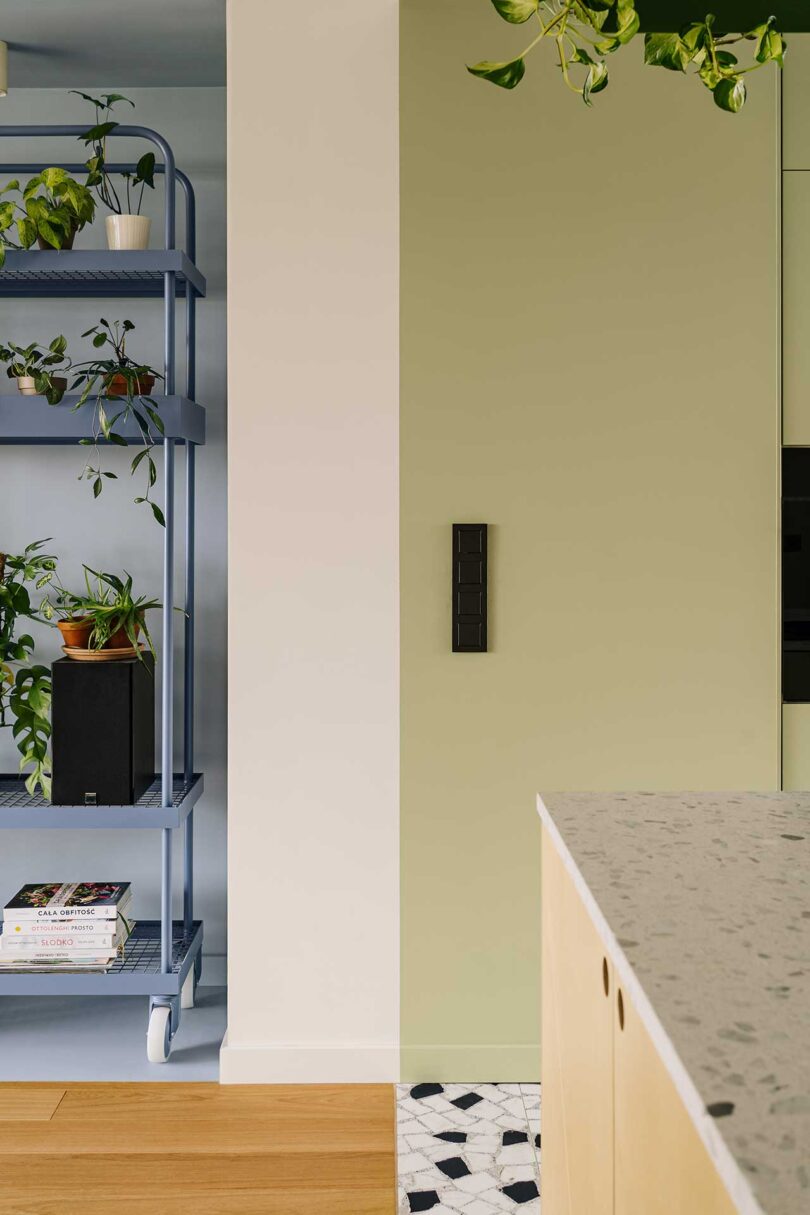 Częściowy widok przestrzeni między zielonymi szafkami nowoczesnej kuchni a jasnoniebieskimi półkami w salonie wypełnionymi roślinami i przedmiotami
