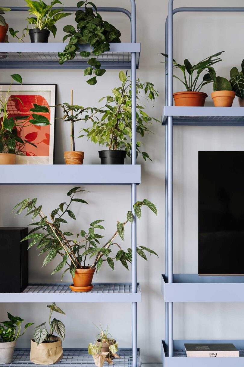 closeup partial view of light blue shelves filled with plants and objects in modern living room