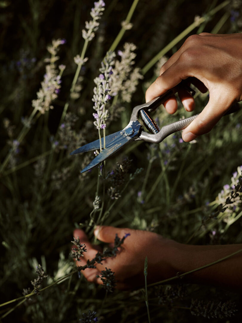 lavender being snipped by pruners