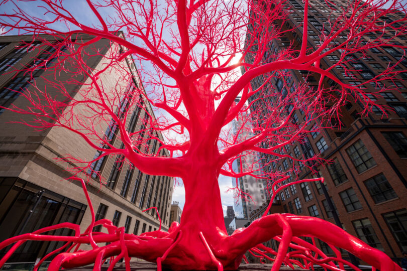 Network of artery-like branches seen up close.