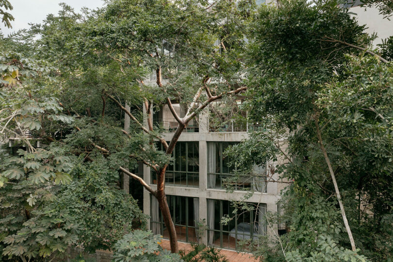 Back of NICO surrounded by lush tropical trees and plants, with large paned windows visible through the foliage.