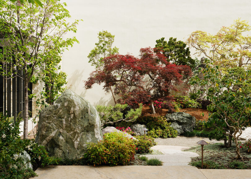 Nobu Hotel restaurant's Japanese rock garden landscaped with California native plants, with small gravel footpath near large landscape rock in foreground and red maple tree behind it.