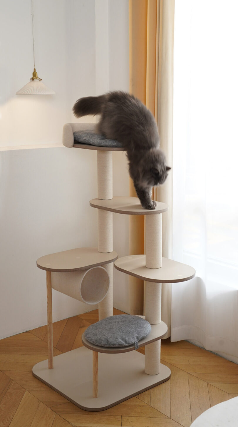 Large long haired gray flat faced cat climbing down from the highest fourth level of the original Infinity Cat Tree design.
