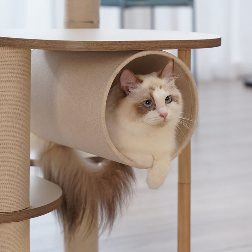 Fluffy white and brown cat with ice blue eyes and large furry tail laying inside a hanging tube installed onto the Infinity Cat Tree.