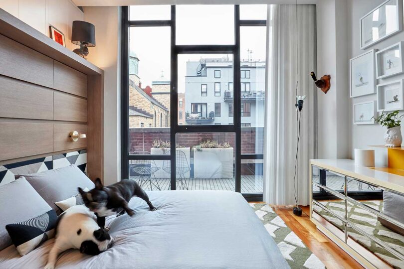 side view of small modern bedroom with bed with dog on it and offset window wall behind