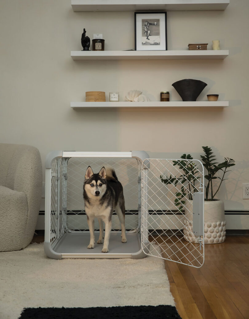 large dog sitting in a white dog crate/playpen in a styled space