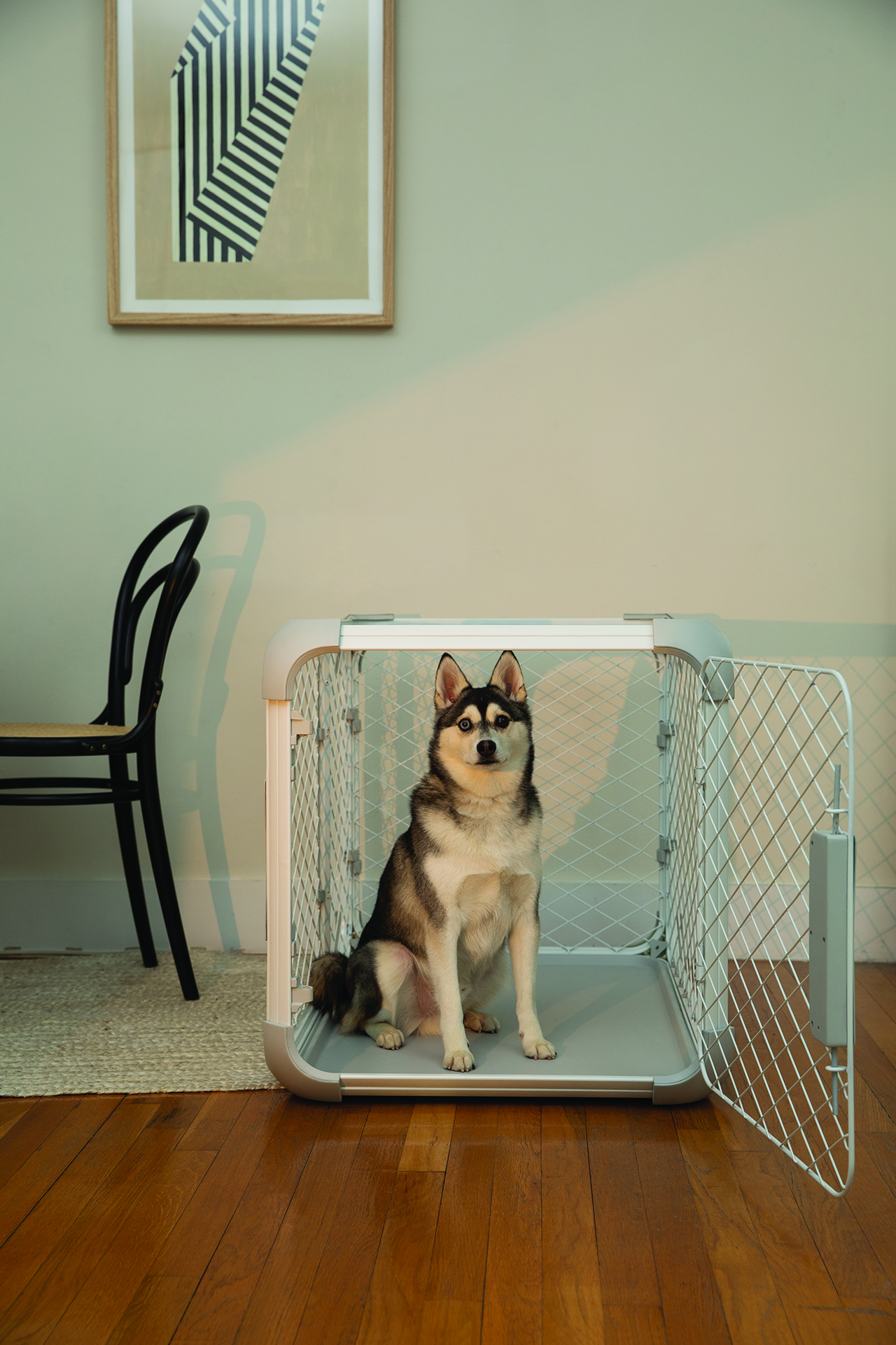 What To Put in Dog Crates: Comfort & Safety Tips - Diggs