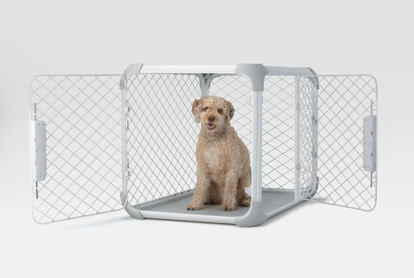 dog sitting in a white dog crate/playpen