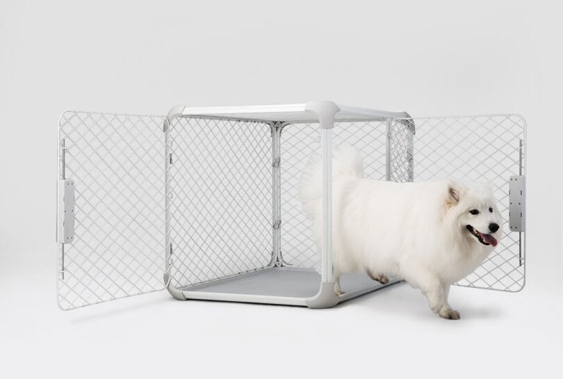 dog walking out of a white dog crate/playpen